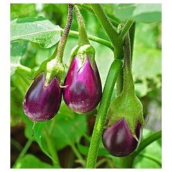 Egg Plant Variety G-15