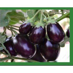 Egg Plant Mahyco