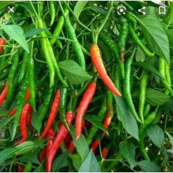 Indian Chillies