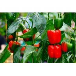 Chillies 2